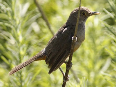 Zorzal coloradoJ/Rufous-bellied ThrushJ