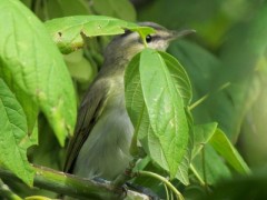 Chiví común/Red-eyed Vireo Chiví común/Red-eyed Vireo