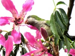 Cotorra/Monk Parakeet Cotorra/Monk Parakeet
