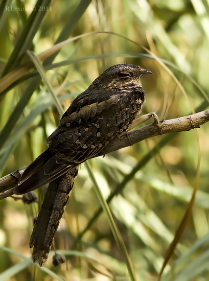 Atajacaminos tijeraH/Scissor-tailed NightjarF Atajacaminos tijeraH/Scissor-tailed NightjarF