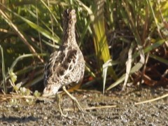 Becasina común/South AmericanCommon Snipe Becasina común/South AmericanCommon Snipe