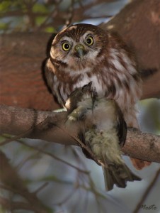 Caburé chico/Ferruginous Pygmy-Owl Caburé chico/Ferruginous Pygmy-Owl