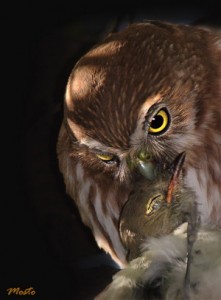 Caburé chico/Ferruginous Pygmy-Owl Caburé chico/Ferruginous Pygmy-Owl