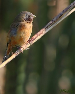 Capuchino garganta café/Dark-throated Seedeater