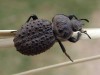 Escarabajo de arena/Scotobius miliaris