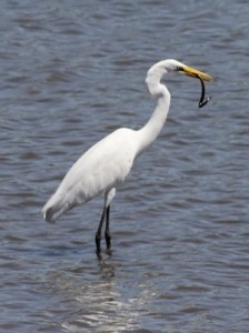 Garza blanca/Great Egret