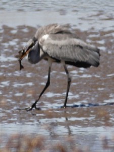 Garza mora/Cocoi Heron