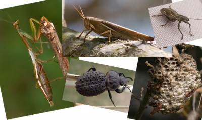 Insectos/Insects Insectos/Insects