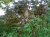 Araña de la seda de oro/Golden Silk Orbweaver