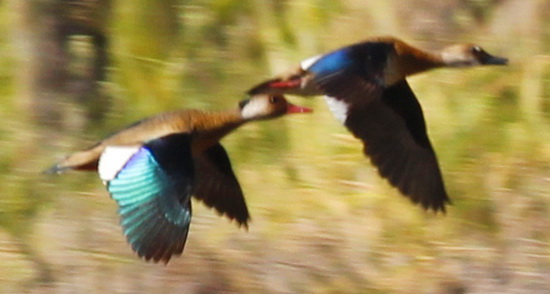 Pato cutirí/Brazilian Teal Pato cutirí/Brazilian Teal