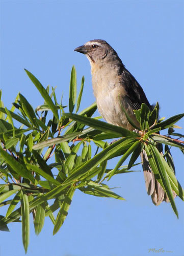 Pepitero gris/Grayish Saltator Pepitero gris/Grayish Saltator