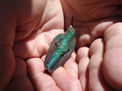 Picaflor común/Glitterning-bellied Emerald Picaflor común/Glitterning-bellied Emerald