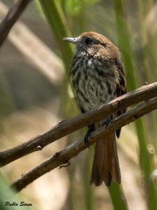 Viudita pico celesteH/Blue-billed Black-TyrantF Viudita pico celesteH/Blue-billed Black-TyrantF
