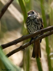 Viudita pico celesteH/Blue-billed Black-TyrantF Viudita pico celesteH/Blue-billed Black-TyrantF
