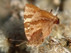 Élida/Arawacus ellida Élida/Arawacus ellida