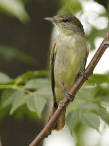 Anambé comúnH/White-winged BecardF Anambé comúnH/White-winged BecardF