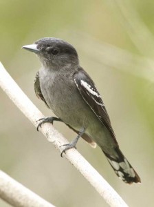 Anambé comúnM/White-winged BecardM Anambé comúnM/White-winged BecardM