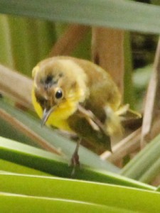 Arañero cara negraH/Masked YellowthroatF Arañero cara negraH/Masked YellowthroatF