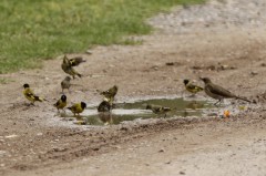 Cabecitanegra/Hooded Siskin Cabecitanegra/Hooded Siskin