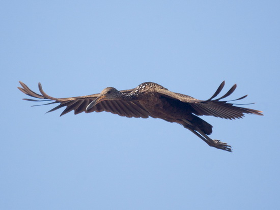 Caraú/Limpkin Caraú/Limpkin