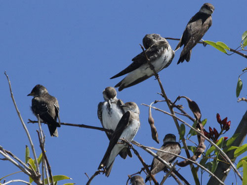 Golondrina parda/Brown-chested Martin Golondrina parda/Brown-chested Martin