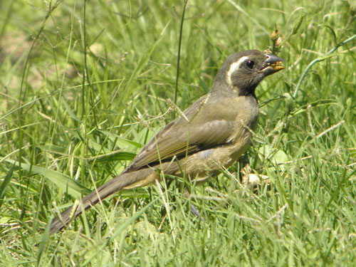 Pepitero verdoso/Green-winged Saltator Pepitero verdoso/Green-winged Saltator