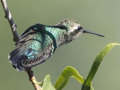 Picaflor comúnJ/Glittering-bellied Emerald Picaflor comúnJ/Glittering-bellied Emerald