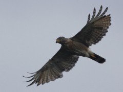 Taguató/Roadside Hawk Taguató/Roadside Hawk