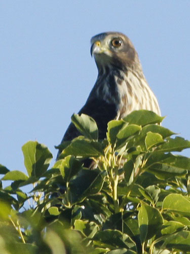 Taguató comúnJ/Roadside HawkJ Taguató comúnJ/Roadside HawkJ