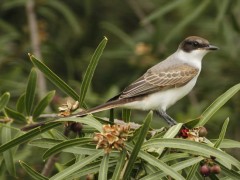 Tijereta/Fork-tailed Flycatcher Tijereta/Fork-tailed Flycatcher