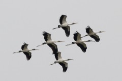 Tuyuyú//South American Wood Stork Tuyuyú//South American Wood Stork
