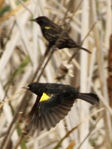Varillero ala amarilla/Yellow-winged Blackbird Varillero ala amarilla/Yellow-winged Blackbird