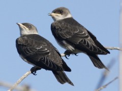 Golondrina parda/Progne tapera