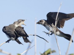 Golondrina parda/Progne tapera