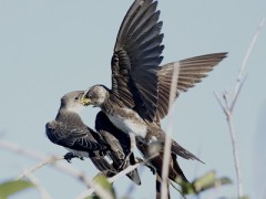 Golondrina parda/Progne tapera