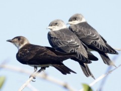 Golondrina parda/Progne tapera