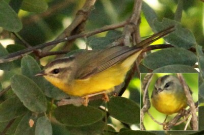 Arañero coronado chico/Golden-crowned Warbler Arañero coronado chico/Golden-crowned Warbler