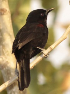 Boyerito/Epaulet Oriole Boyerito/Epaulet Oriole