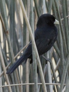 Boyero negro/Solitary Black Cacique Boyero negro/Solitary Black Cacique