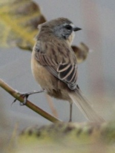 Cachilo canela/Long-tailed Reed-Finch