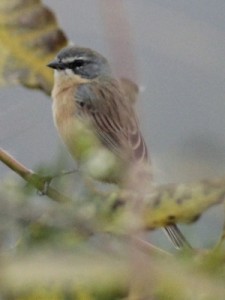 Cachilo canela/Long-tailed Reed-Finch