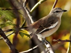 Calandria real/White-banded Mockingbird Calandria real/White-banded Mockingbird
