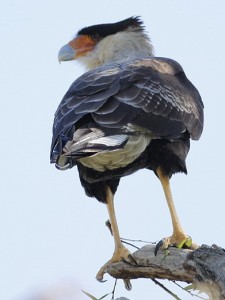 Carancho/Southern Caracara Carancho/Southern Caracara