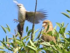 Chimango-calandria/Chimango Caracara/Chalk-browed Mockingbird