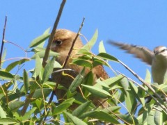 Chimango-calandria/Chimango Caracara/Chalk-browed Mockingbird