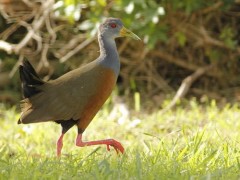 Chiricote/Gray-necked Wood-Rail Chiricote/Gray-necked Wood-Rail