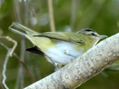 Chiví común/Red-eyed Vireo Chiví común/Red-eyed Vireo