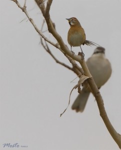 Chotoy/Chotoy Spinetail