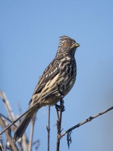 CortarramasH/White-tipped PlantcutterF