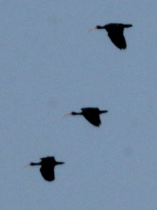 Cuervillo cara pelada/Bare-faced Ibis Cuervillo cara pelada/Bare-faced Ibis